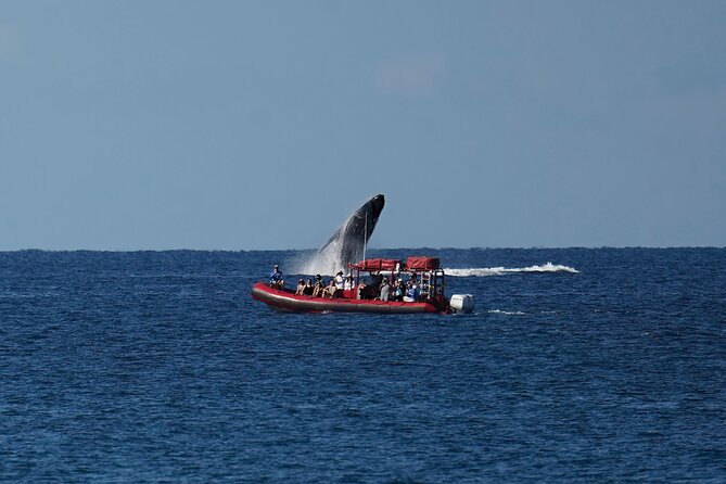 Maui Whale-Watching Tour by Raft from Kihei - Safety rules you should take seriously before booking