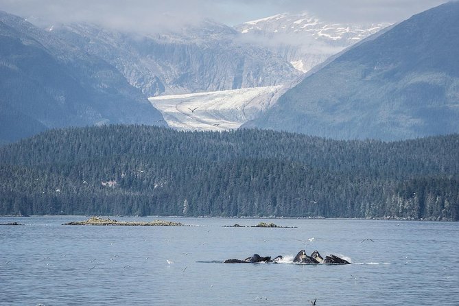 Mendenhall Glacier Visitor Center and Ultimate Whale Watch Combo - Meeting at Goldbelt Tram (Mount Roberts Tramway): The Spot You Can Actually Find