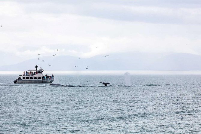 Mendenhall Glacier Visitor Center and Ultimate Whale Watch Combo - The Return Plan: Shuttle Timing, Afternoon Reversals, and Getting Back on Time