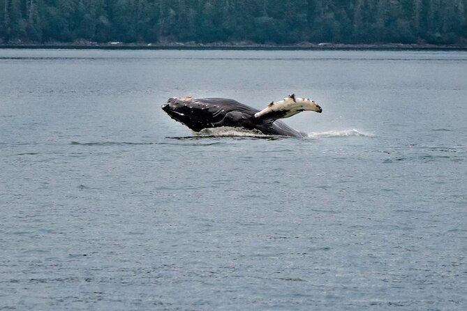 Mendenhall Glacier Waterfall and Whale Watching Tour - Quick highlights