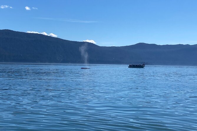 Mendenhall Glacier Waterfall and Whale Watching Tour - The full-day flow: Juneau first, then glacier, then whales