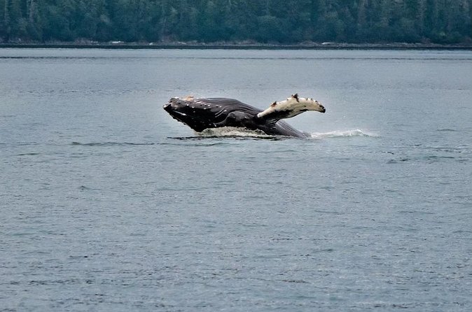 Mendenhall Glacier Waterfall and Whale Watching Tour - Mendenhall Glacier Visitor Center: your one-hour learning window