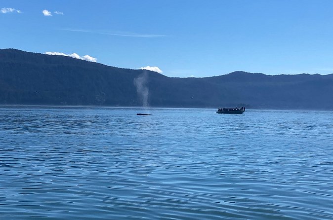 Mendenhall Glacier Waterfall and Whale Watching Tour - Price and value: why $199 can still feel fair