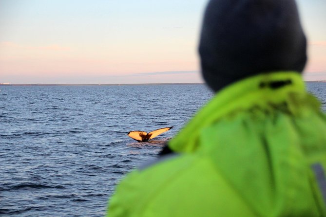 Midnight Sun Whale Watching from Reykjavik - Key Things I’d Focus on Before You Go