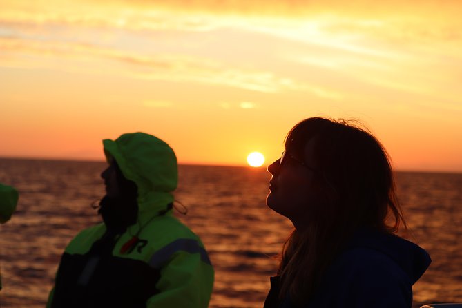 Midnight Sun Whale Watching from Reykjavik - Midnight Sun Whale Watching in Reykjavik: The Real Draw