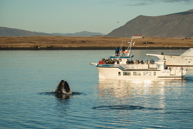 Midnight Sun Whale Watching from Reykjavik - What’s Included Onboard: Warmth, Comfort, and Fewer Headaches