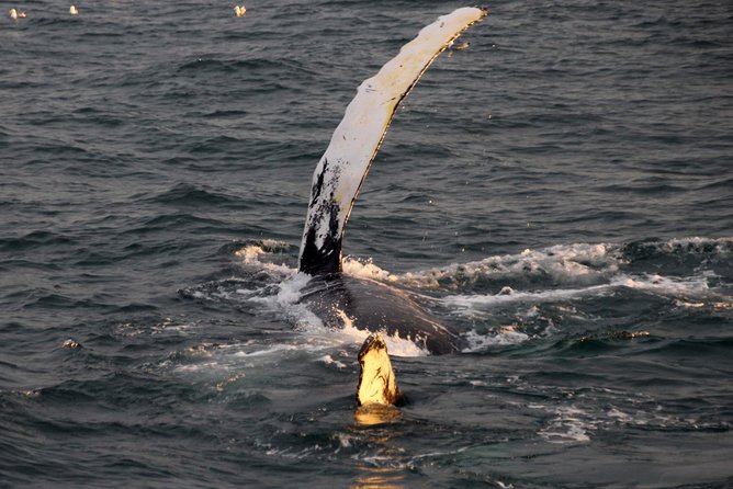 Midnight Sun Whale Watching from Reykjavik - Your Chances of Spotting Whales: What to Expect Without the Hype