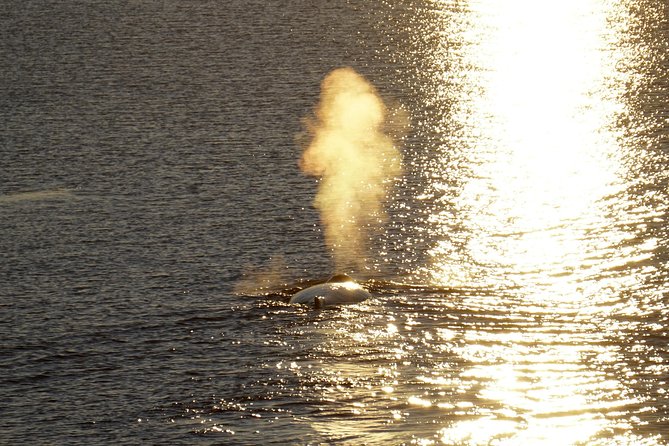 Midnight Sun Whale Watching from Reykjavik - Boat Feel Matters: Deck Size, Crowd Levels, and Viewing