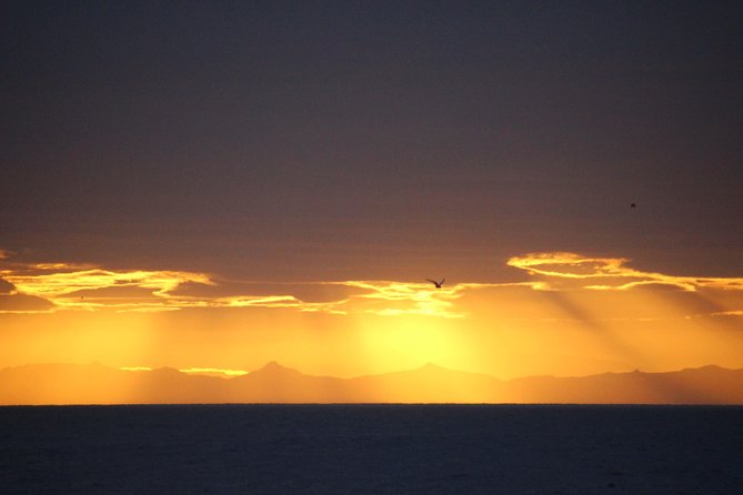 Midnight Sun Whale Watching from Reykjavik - Price and Value: Is $109.34 Worth It?