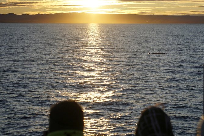 Midnight Sun Whale Watching from Reykjavik - What Makes It Special for First-Timers (and Who Might Skip It)