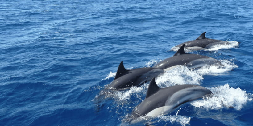 Mirissa: Whale & Dolphin Watching Cruise with Breakfast - Key things to know before you go