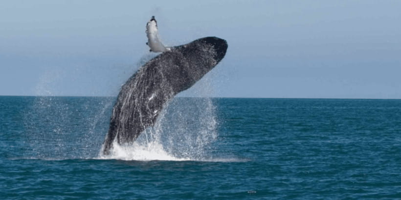 Mirissa: Whale & Dolphin Watching Cruise with Breakfast - Mirissa whale watching cruise with breakfast: the vibe you’re buying