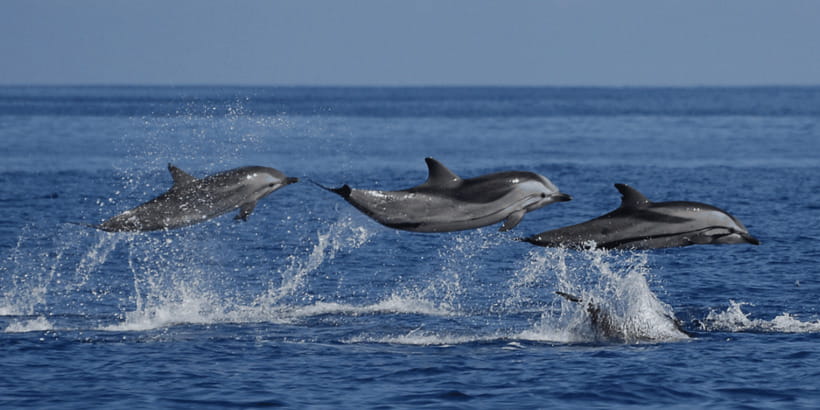 Mirissa: Whale & Dolphin Watching Cruise with Breakfast - Breakfast before departure: good energy, but set your expectations