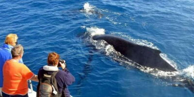 Mirissa: Whale & Dolphin Watching Cruise with Breakfast - Pickup to Mirissa Fishery Harbour: how the morning timing works