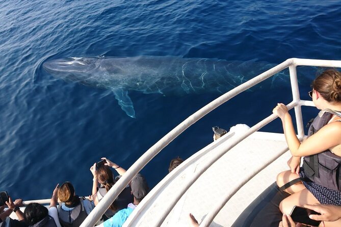 Mirissa Whale & Dolphin Watching Cruise with Geeth’s Crew - First, know what you’re really buying in Mirissa