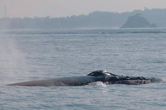 Mirissa Whale & Dolphin Watching Cruise with Geeth’s Crew - Your wildlife odds: how to interpret the 30% and 80% chances