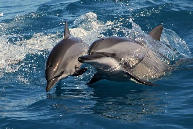 Mirissa Whale & Dolphin Watching Cruise with Geeth’s Crew - Pickup around Galle and the South Coast: where the value can change