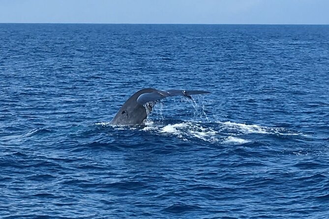 Mirissa Whale & Dolphin Watching Cruise with Geeth’s Crew - Price and value: is $29.45 fair for what you get?