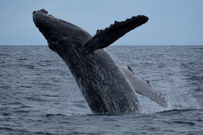 Moana’s Waikīkī Whale Watching Exploration - Key highlights at a glance