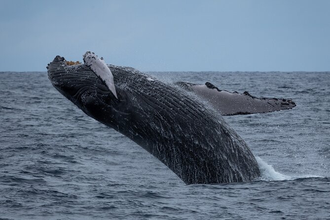 Moana’s Waikīkī Whale Watching Exploration - Entering the day at Kewalo Basin Harbor (8:00am start)