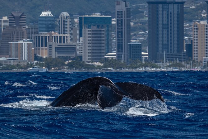 Moana’s Waikīkī Whale Watching Exploration - Humpback whale season: what you’re really hoping to see