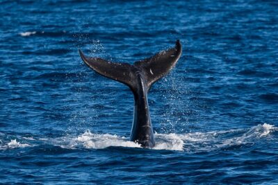 Moana’s Waikīkī Whale Watching Exploration - The catamaran cruise: Diamond Head and south-shore sight lines