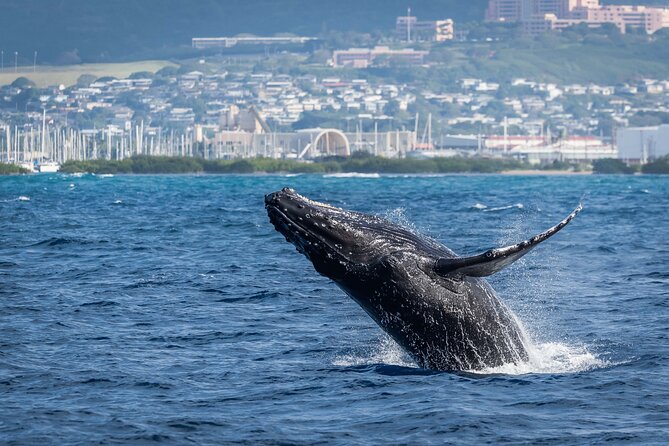 Moana’s Waikīkī Whale Watching Exploration - Comfort onboard: water, restrooms, and the motion question
