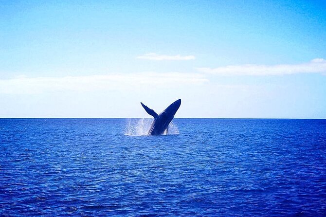 Moana’s Waikīkī Whale Watching Exploration - Who should book this catamaran whale watch in Waikiki?