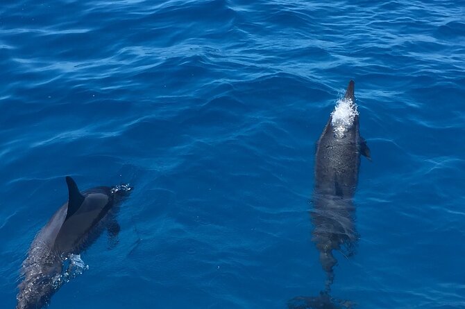 Moana’s Waikīkī Whale Watching Exploration - Final verdict: should you book Moana’s Waikīkī Whale Watching Exploration?