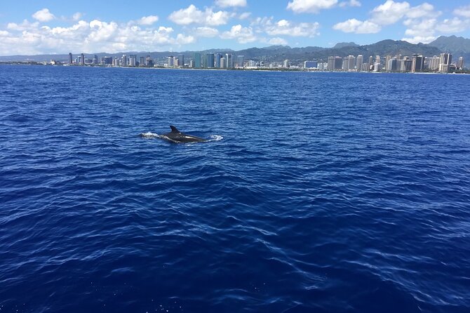 Moana’s Waikīkī Whale Watching Exploration - FAQ