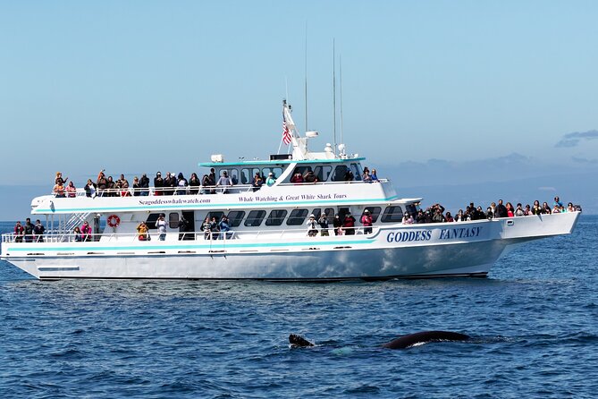 Monterey Bay Whale Watching - Key things to know before you go