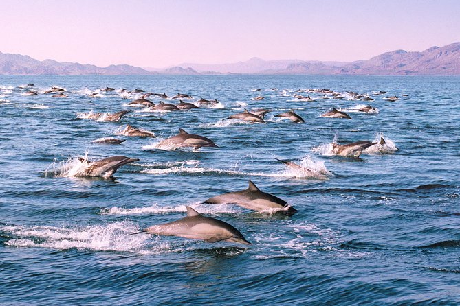 Monterey Bay Whale Watching - VIP upper deck: who it’s for and what it changes