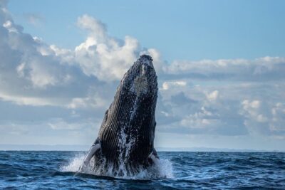 Monterey Bay Whale Watching - What you can spot in Monterey Bay waters