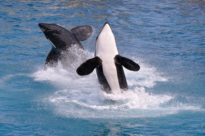 Monterey Bay Whale Watching - Timing, check-in, and the easy mistakes to avoid