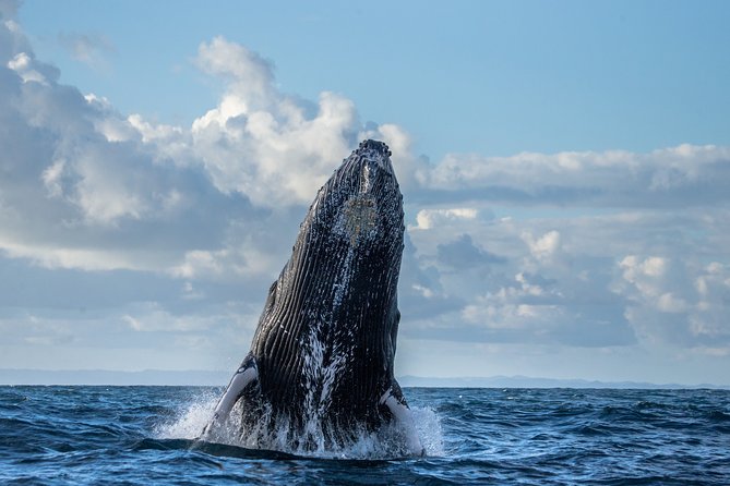Monterey Bay Whale Watching - What you can spot in Monterey Bay waters