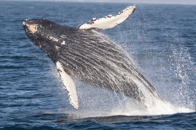 Monterey Whale Watching Tour - Key Things I Think You Should Know Before You Go