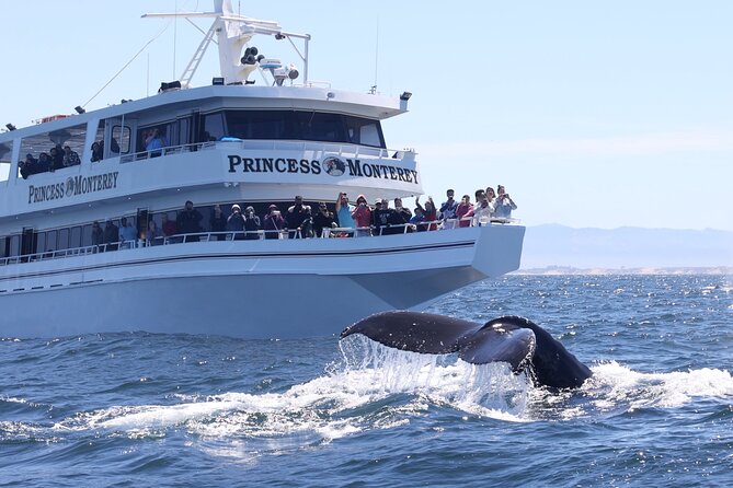 Monterey Whale Watching Tour - Meet at Fisherman’s Wharf, Then Settle In on a Real Wharf-to-Bay Ride