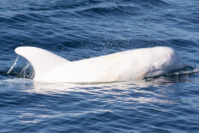 Monterey Whale Watching Tour - The Boats and Decks: Where Comfort and Visibility Actually Matter