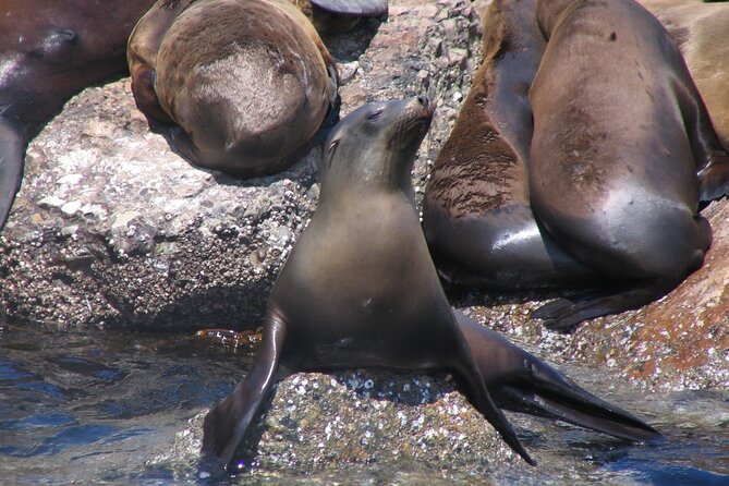 Monterey Whale Watching Tour - What You’ll See: More Than One Whale, More Than One Kind