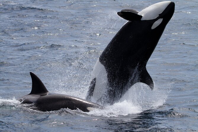 Monterey Whale Watching Tour - Who Should Book This (and Who Should Skip It)