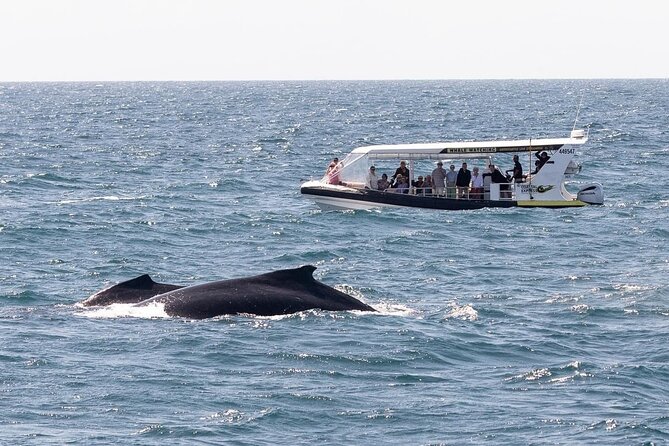 Mooloolaba Whale Watching – Small Group Tour - Key Highlights You’ll Feel Right Away