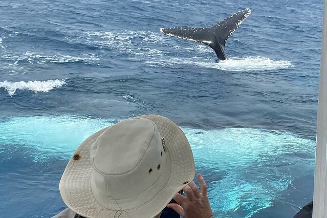 Mooloolaba Whale Watching – Small Group Tour - What You’re Really Buying: Whale Song Plus Coast Views