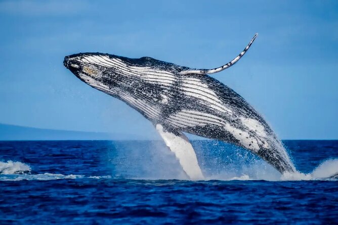Mooloolaba Whale Watching – Small Group Tour - The Small Group Setup: Up to 20, Better Sightlines