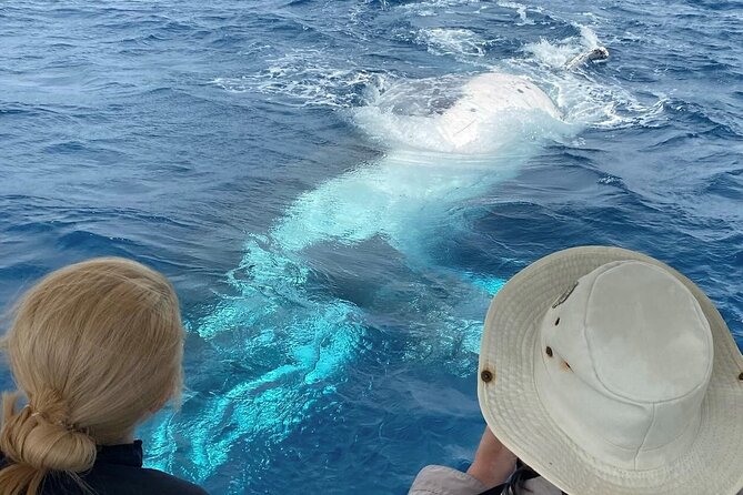 Mooloolaba Whale Watching – Small Group Tour - Price and Value at $71.01 for a 2-Hour Small Private Tour