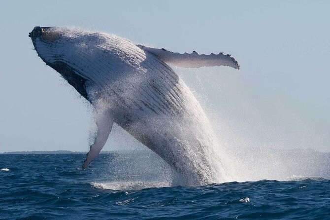 Mooloolaba Whale Watching – Small Group Tour - Hydrophone Whale Listening: Turning the Ocean Into a Soundtrack