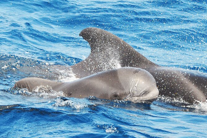 Morro Jable: 2 Hours Magic Dolphin & Whale watching with Drinks & Swim Stop. - Key highlights you’ll care about