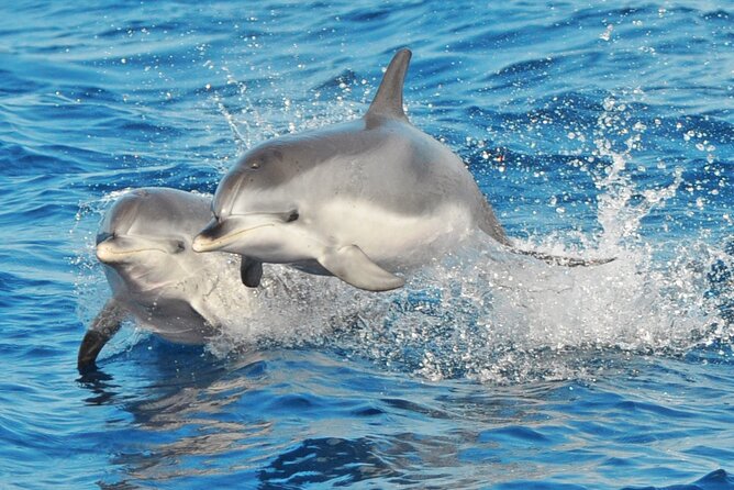 Morro Jable: 2 Hours Magic Dolphin & Whale watching with Drinks & Swim Stop. - Magic Dolphin in Morro Jable: the vibe and who it fits