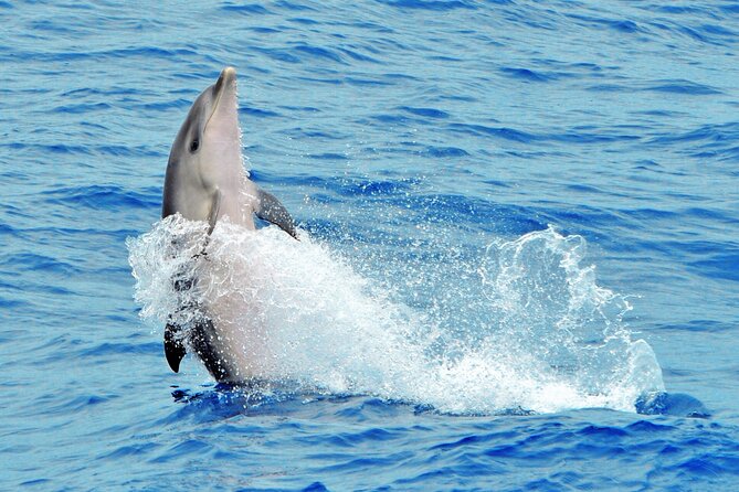 Morro Jable: 2 Hours Magic Dolphin & Whale watching with Drinks & Swim Stop. - On the water: searching for dolphins and whales fast