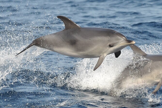 Morro Jable: 2 Hours Magic Dolphin & Whale watching with Drinks & Swim Stop. - The swim stop in Jandía Bay: the best break on the schedule