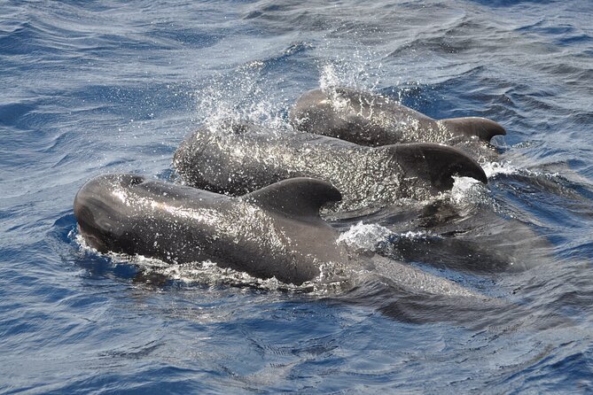 Morro Jable: 2 Hours Magic Dolphin & Whale watching with Drinks & Swim Stop. - Drinks onboard: small comfort that actually helps